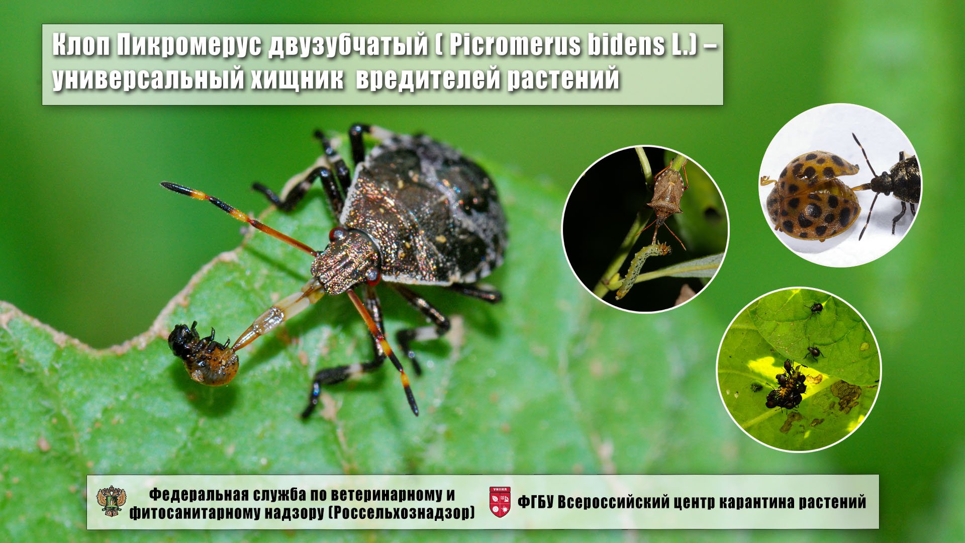 Клоп Пикромерус двузубчатый ( Picromerus bidens L.) – универсальный хищник вредителей растений