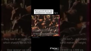 Французский фильм про Кабардинскую Лошадь