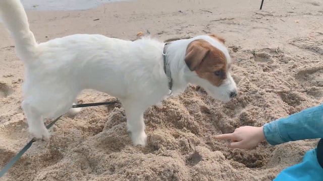 Зарываю вкусняшку!!! Будни Джек Рассел терьера. смотреть онлайн