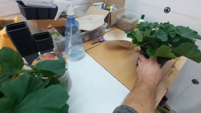 КАЛЬЦИЕВАЯ СЕЛИТРА ! важная подкормка для ваших растений! смотреть онлайн