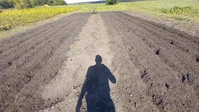 Мотоблок Карвер. Культивация парового участка.