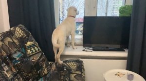 Собака ЖДЁТ ! Лабрадор и хозяин.