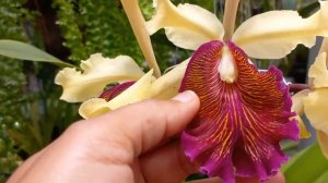 Cattleya Dowiana Aurea Uma RARIDADE em meu orquidário🌼🌼