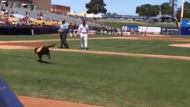 Finn the Bat Dog. Double circle pickup. смотреть онлайн