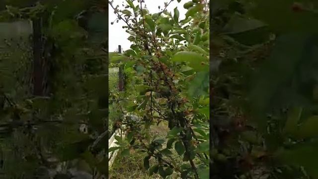 Борьба с монилиозом на деревьях, как с этим бороться? смотреть онлайн