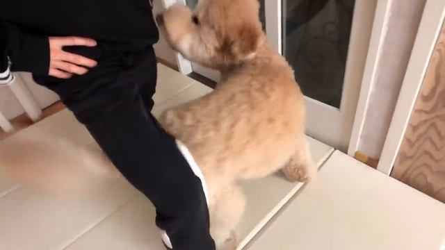 My Dog is better than a Fitness Trainer