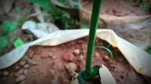 How To Grow Jackfruit Tree From Seed | Jackfruit Seed Germination With Results