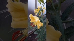 ?Лилия Shine On - жёлтое чудо природы ?  ОТ гибриды . Lilium Shine On , 2022 ?