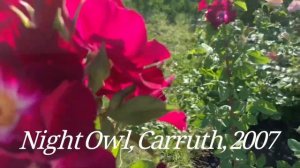 Розы Carruth ? Blue Eden, Night Owl, Good as Gold