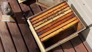 Развитие отводков БАКФАСТ - Growing BUKFAST - 148