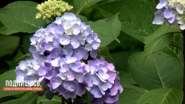 Гортензия - красивый цветущий кустарник для сада смотреть онлайн