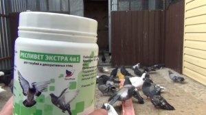 Орнитоз у голубей, обзор препаратов