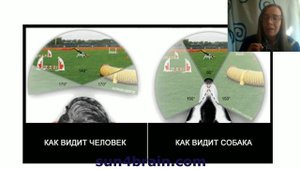 Как видит мир пес? Какие цвета различает собака? Смотрим на мир глазами собаки