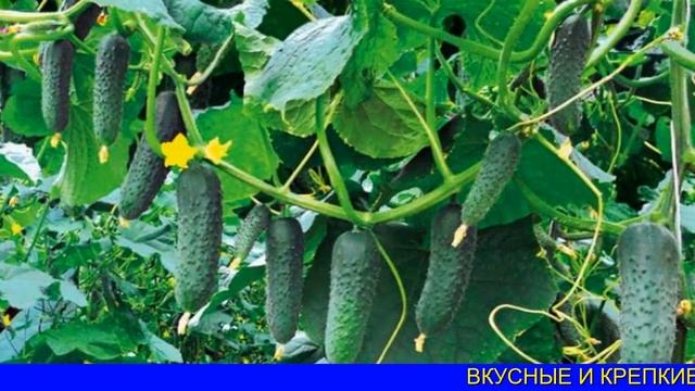 Сорта Огурцов Для Открытого Грунта Украины