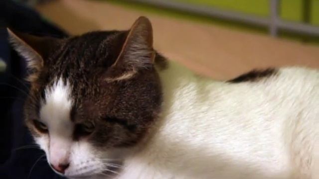 Кот Елисей с акции «Хочу Домой» смотреть онлайн