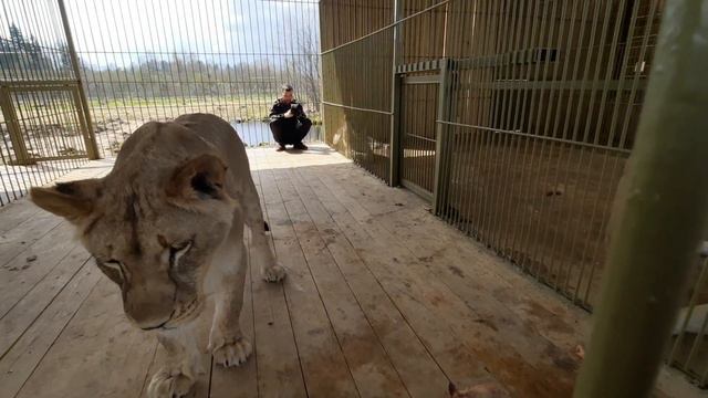 Лев Кай получил угощение, а Сандра добавку🍗🦁 ПАРК ЗЕМЛЯ ПОРАЙДА смотреть онлайн