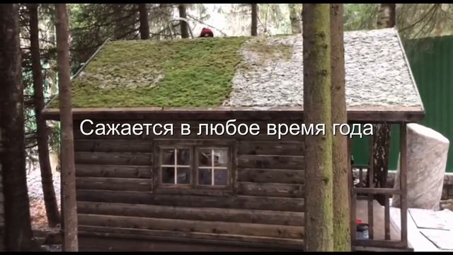 Детский Домик в лесу с Живой Крышей Своими Руками. Используем Мох в Ландшафтном Дизайне.