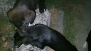 Находки на мусорках и свалках Краснодарского края ) лазаю по помойкам