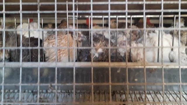 Перепела. Как подсадить молодняк к старым особям смотреть онлайн