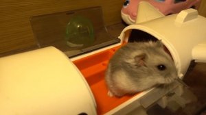 Хомяк в самолёте. Эксперимент с котом и хомяком