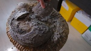 Как из куска глины достать гигантский аммонит? | Все этапы препарирования и консервации