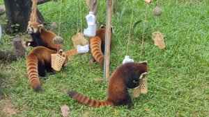 Красные панды в зоопарке Гуанчжоу. Октябрь 2023.