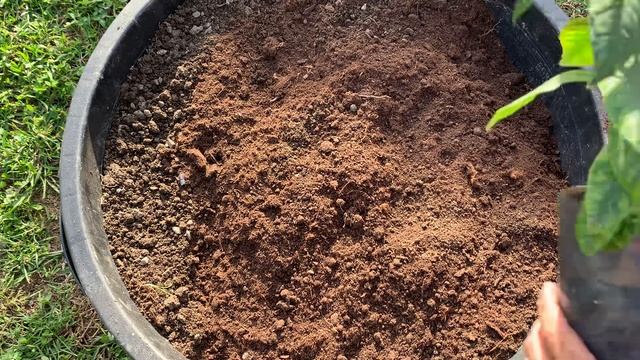 Грунт для цитрусовых своими руками - какая нужна земля для домашнего лимона?