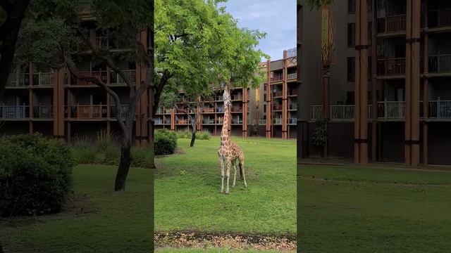 Hungry Giraffe- Animal Kingdom Lodge