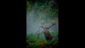 Пение Соловья и птиц. Природа и Соловей.