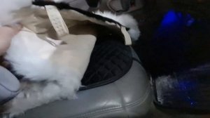 Меховые накидки на сиденье  овечья шерсть и волчья шкура