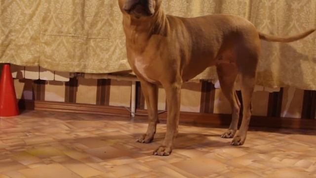 Дрессировка собак дома | дрессируем щенка дома | игры с собакой смотреть онлайн