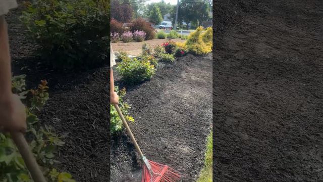 How to install annuals in  landscape bedding