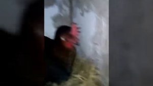 Злая Курица )