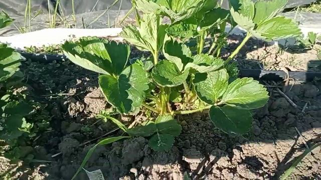 Подкормка и обработка клубники. Обзор сортов. Способы мульчирования смотреть онлайн