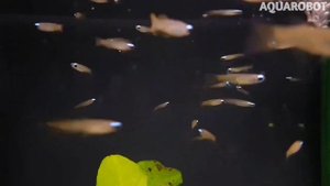 Голубоглазка Нормана | (Aplocheilichthys normani).