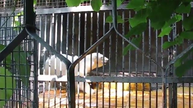 Медведь танцует лунную дорожку