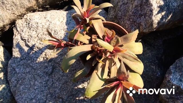 #крассула #крассуларозулярис Крассула Розулярис. Цветущий суккулент