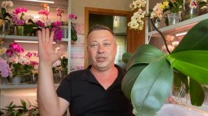 ВОЗДУШНЫЕ КОРНИ ОРХИДЕЙ о чём говорят и КОГДА НУЖНО пересаживать орхидею