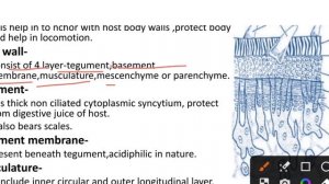 lec-26|Bsc 5th sem zoology classes|general character of Fasciola hepatica|paper -1st[Non chordata]