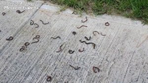 Один из самых крутых отелей в Турции. Регнум Кария Белек