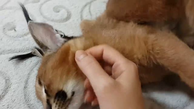 ♔VipLeo. Мурчащий каракал. Caracal. смотреть онлайн