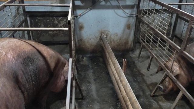 Снёс старый маточник а что дальше?! || Ландрасов стало в 2 раза меньше смотреть онлайн