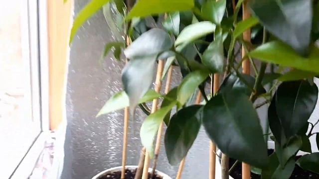 Весенние манипуляции с цитрусовыми. Бергамот и лимон Меллароза смотреть онлайн