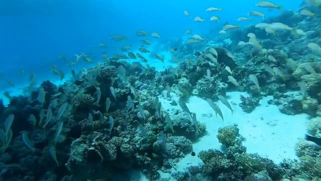 Подводный мир Хургады, Красное море