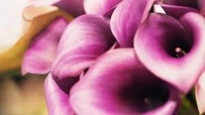 Flowers b roll | Реклама цветочного магазина #moldova