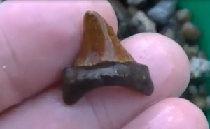 Первый рыжик, насекомые, ПоЖаР. За зубами древних акул.