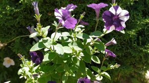 Новинка 2020года !!! Каскадная петуния Шок Вейв Папл Тай Дай (Petunia Shock Wave Purple Tie Dye).