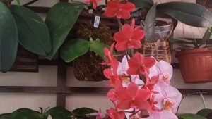 PHALAENOPSIS BUDDHA'S TREASURE - описание и особенности ухода