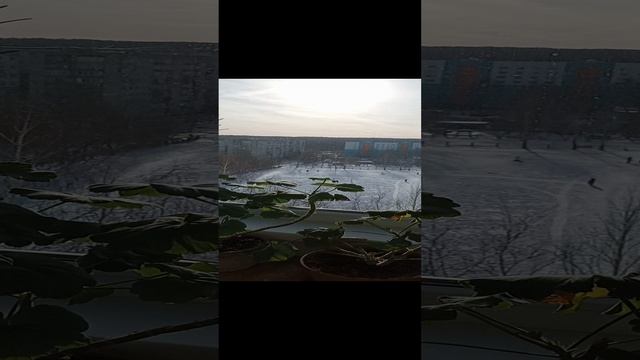 Цветы на лоджии в январе