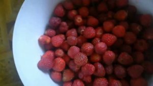 Собираем урожай клубники.